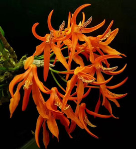 (带花苞)辣妹石斛非常稀有品种龙眼石斛杰克逊石斛矮种稀有石斛