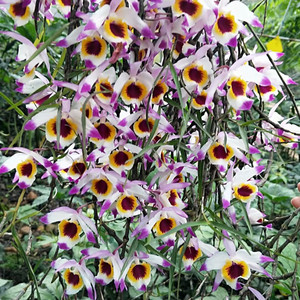 串珠石斛 兰吊 兰花淡香型药用石斛 美观阳台吊兰花附生兰满包邮