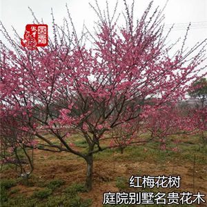 红梅苗当年开花骨里红红梅花树苗耐寒庭院别墅地栽寒梅花树状包活