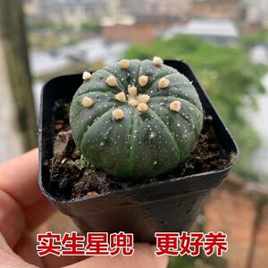 实生星兜多肉植物小南瓜无刺仙人球迷你可爱小盆栽桌面办公防辐射