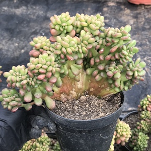 丸叶绿松缀化 多肉缀化可爱萌物 造型缀化