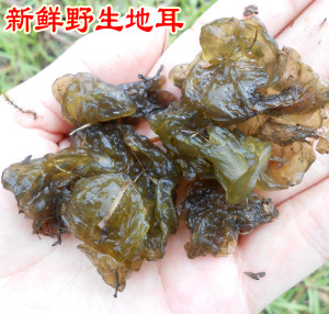 地皮菜新鲜野生