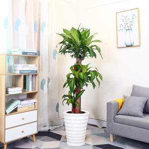 黄金木幸运木巴西木桩苗步步高办公室家庭大型金边木盆栽广州