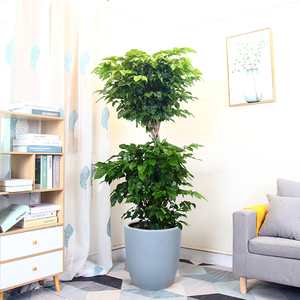 幸福树双层1.5-1.6米盆栽室内大型办公室绿植物客厅乔迁送礼广州