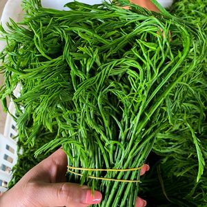 云南臭菜羽叶金合欢傣族吃播德宏农产品食用炒鸡蛋泰国蔬菜新鲜叶