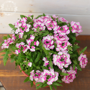 美女樱  粉色垂吊 花开不断 花期长 微耐寒  带花带土发货