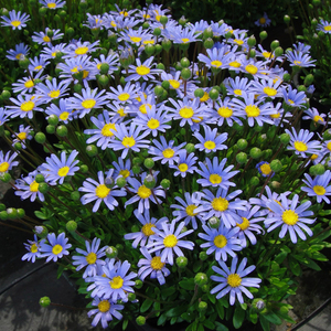 蓝玛盆栽蓝色玛格丽特蓝菊费利菊花苗花卉露天阳台庭院花园带花苞
