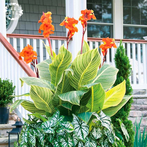 【彩叶美人蕉】彩叶美人蕉品牌,价格 - 阿里巴巴