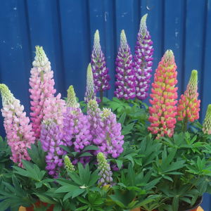 鲁冰花盆栽带花耐寒植物多年生草本花卉四季庭院阳台花苗景观绿化