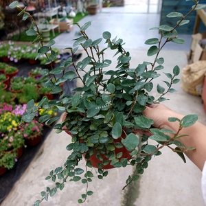 霹雳 爬藤络石 薜荔 盆栽花 耐阴爬墙植物 露天耐晒耐热耐寒好养