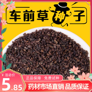 出售散装车前草种子野菜车前子牛甜菜种籽四季播种阳台盆栽包邮