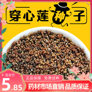 新鲜药用穿心莲种子中草药苦胆草种籽嫩叶可泡茶入药家庭园艺种子