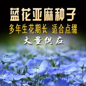 蓝花亚麻种子多年生兰花亚麻籽蓝色花卉花海景观矮生草花四季播种