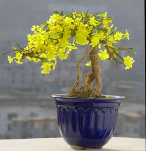 迎春花盆栽 精品提根造型盆景树桩 小叶虎蹄迎春室内盆景绿植盆栽