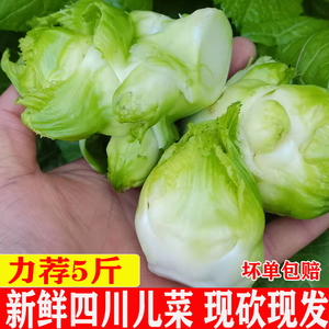 现砍现发四川泸州新鲜儿菜南充菜腌制抱儿菜5斤自种多心菜3斤10斤