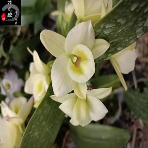兰花-洋兰春石斛兰-den.orientalmile xsib东方微笑甜浓香