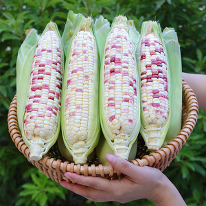 新鲜花糯玉米10斤现摘当季整箱甜玉米棒子苞谷粒水果玉米带皮现摘