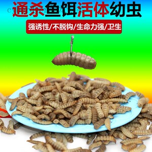 野钓鱼饵黑水虻活体红虫鲫鱼鲤鱼鲶鱼黄骨鱼通杀型活饵钓鱼饵料虫