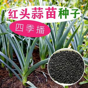 四季红根香蒜种子红头蒜农家蒜苗种子阳台蒜苗蒜种籽