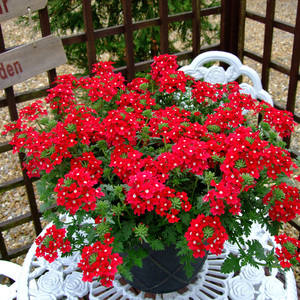 红色花卉庭院花籽多年生美女樱种春夏秋天播种开花室内外盆栽花卉