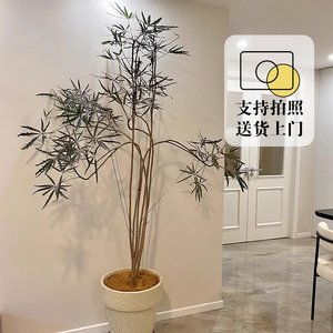 造型孔雀木盆栽室内落地大型植物侘寂风极简网红观叶绿植净化空气