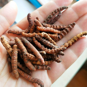 【新疆冬虫夏草】新疆冬虫夏草品牌,价格 - 阿里巴巴