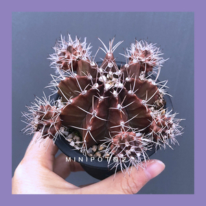 瑞云牡丹仙人球