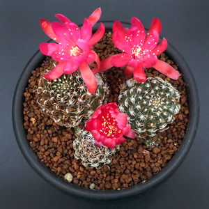 minipot园艺 方便面仙人球 乌艳丸丽花球属开红色花易群生仙人球