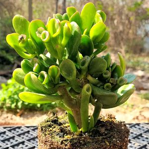 多肉植物大株桌面