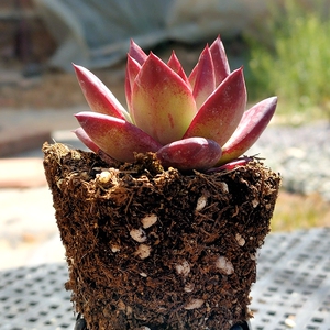 红骑士 多肉植物罗宾sp东云布兰迪组合花卉迷你盆栽趣味茶几窗台