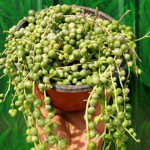 佛珠锦 爆盆多肉植物垂吊兰含盆带土花卉绿植盆栽情人泪新手好养