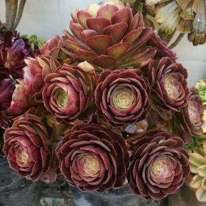 多肉植物法师系列沙拉碗法师多肉老桩多头大株超大多肉万圣节法师