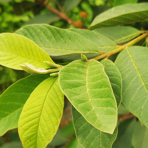 番石榴叶子晒干