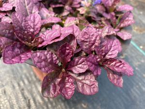 美丽岛园艺玫红筋骨草多花草狭叶花勃艮第之光耐寒耐热宿根花卉