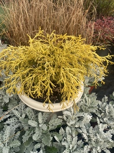 【美丽岛】花境花园植物黄金花柏黄金桧柏金线柏海岸线常绿