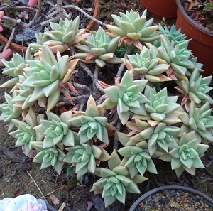 多肉植物黄金表丽娜部分缀化多头群生 东云系一物一拍满60包邮