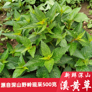 溪黄草新鲜