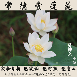 【常德爱莲苑】碗莲盆栽荷花(洛神女)小型碗莲种藕2022年