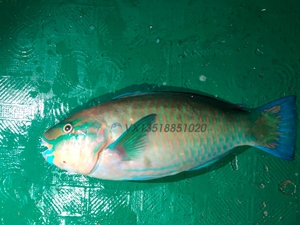 源海渔家 南海 三沙 西沙群岛 野生青衣鱼 石斑鱼 新鲜 海鲜海鱼