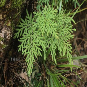 120人付款淘宝石柏中草药岩柏草江南卷柏草药 500克包邮一斤 石上柏中