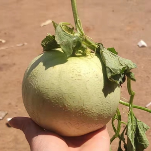 003人付款淘宝新鲜香瓜5斤云南郁金香甜瓜哈密瓜玉菇甜瓜德宏香瓜热带