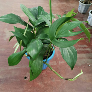 麒麟尾盆栽室内耐阴空气清新好养观叶龟背竹桌面绿植物包邮