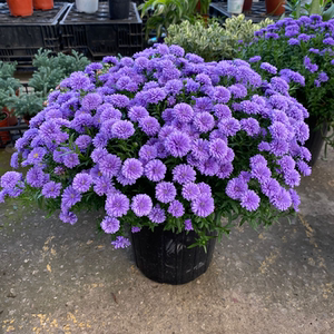 重瓣翠菊盆栽紫苑花苗庭院阳台多年生宿根花卉美观易爆盆包邮