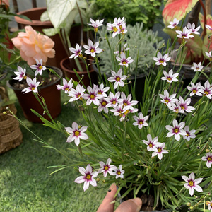 庭菖蒲岩点盆栽 庭院造景阳台花园花镜种植宿根多年生