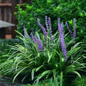 金边麦冬草玉龙草 矮生麦冬庭院花镜地被植物常绿耐寒耐热绿植