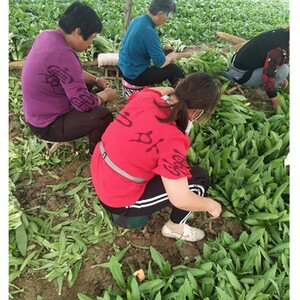 懒人椅子随身大棚干活专用屁股小凳摘花生便携农活穿戴移动小板凳