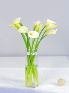 植art 马蹄莲白色水养水培新鲜居家花卉网红室内花束鲜花商务