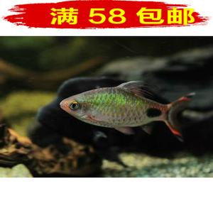 观赏鱼熊猫鲫活体灯鱼淡水鱼热带鱼群游鱼彩虹紫红两点鲫满额包邮