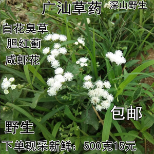 新上野生白花臭草胆红蓟白花草咸虾花柠檬菊中药材新鲜500克包邮
