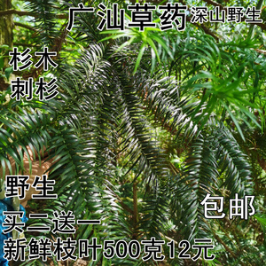 新上杉木根叶沙木叶根沙树根刺杉叶根香杉新鲜枝叶500克包邮